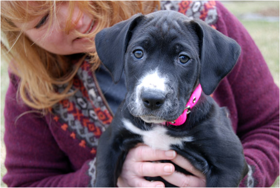 small black puppy held by woman.