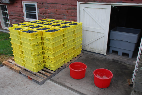 Stacks of yellow harvest lugs filled with grapes.