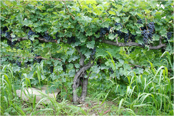 25 plus year-old, spur pruned cabernet sauvignon vine in Elizabeth's Vineyard