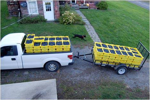 pick up truck and trailer with harvest lugs full of grapes