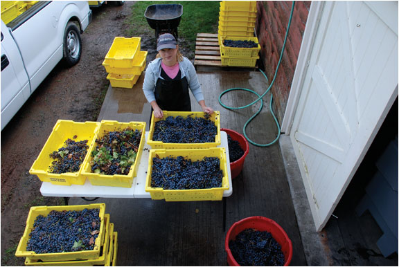 Jennifer sorting Elizabeth's Vineyard cabernet franc grapes during the drizzly 2013 harvest.