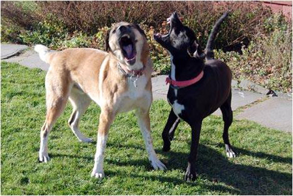 2 dogs