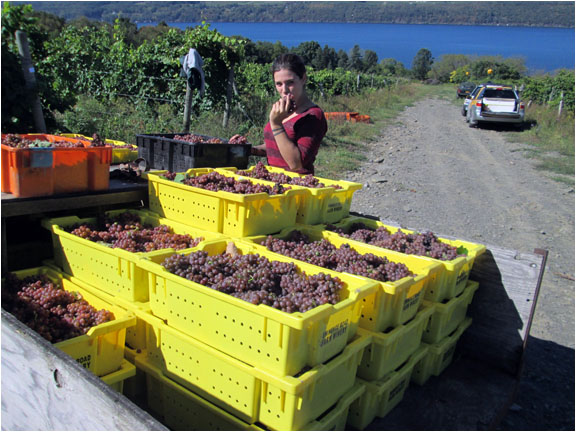 woman eating grapes in a vineyard