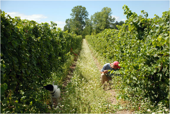 Morehouse Road Vineyard
