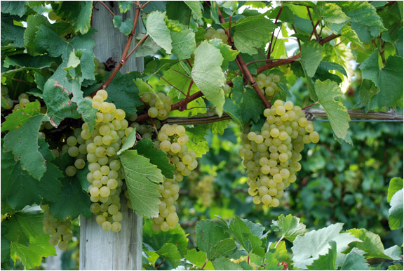 25 plus year-old, clone 4 chardonnay clusters in Seneca Lake Vineyard